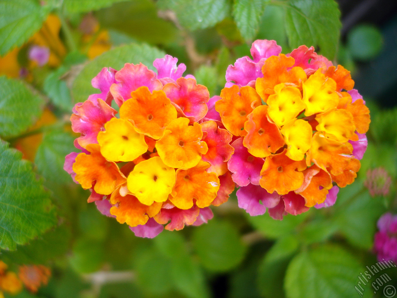 Lantana camara -bush lantana- flower.
