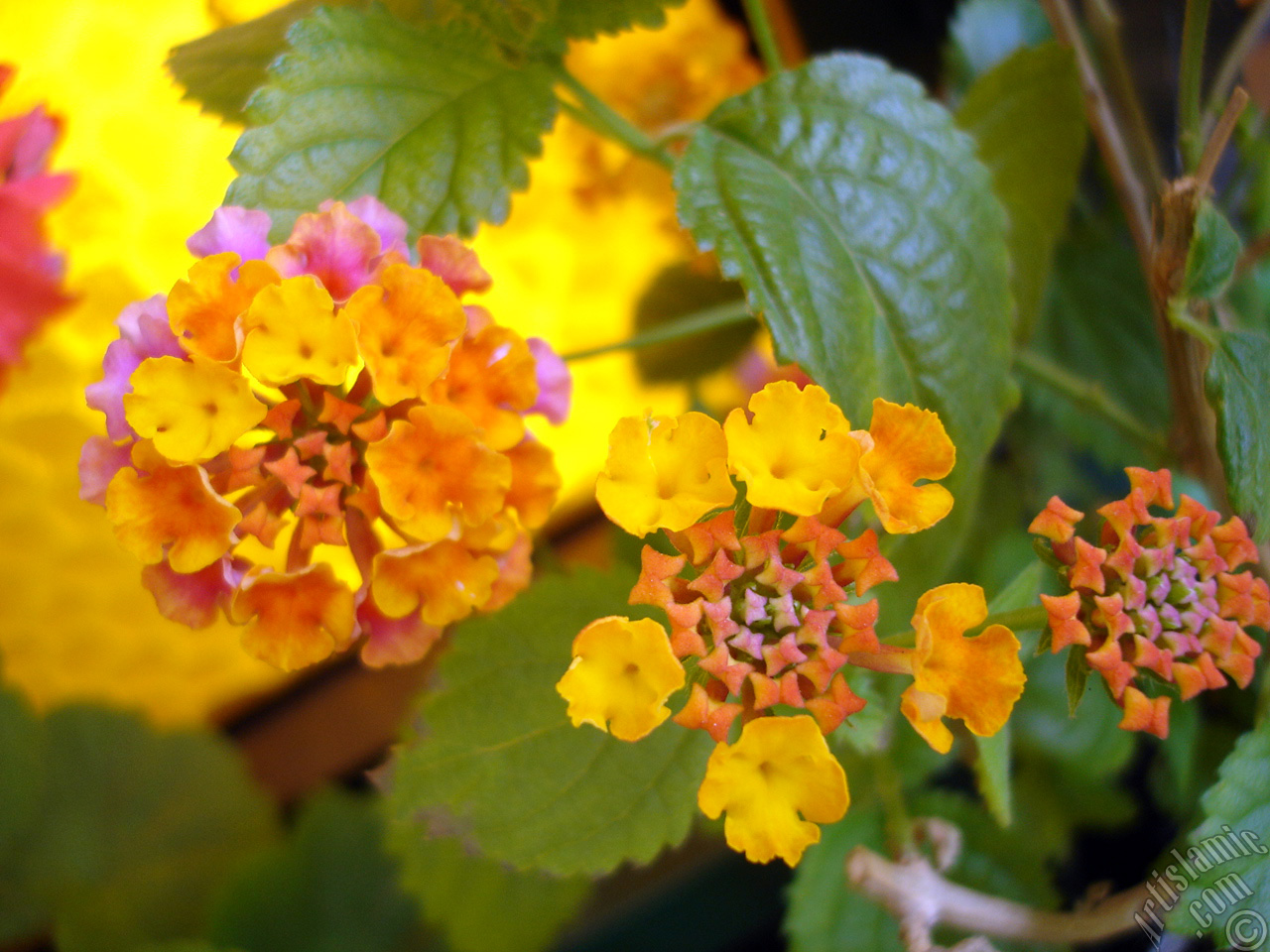 Lantana camara -bush lantana- flower.
