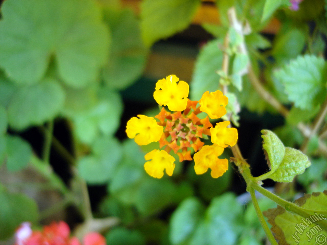 Lantana camara -bush lantana- flower.
