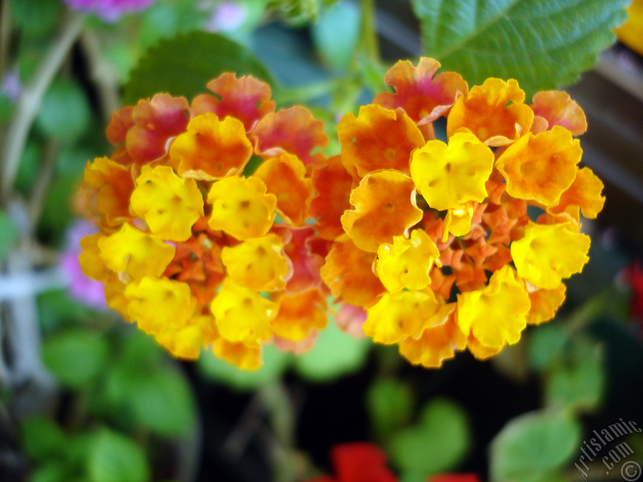 Lantana camara -bush lantana- flower.

