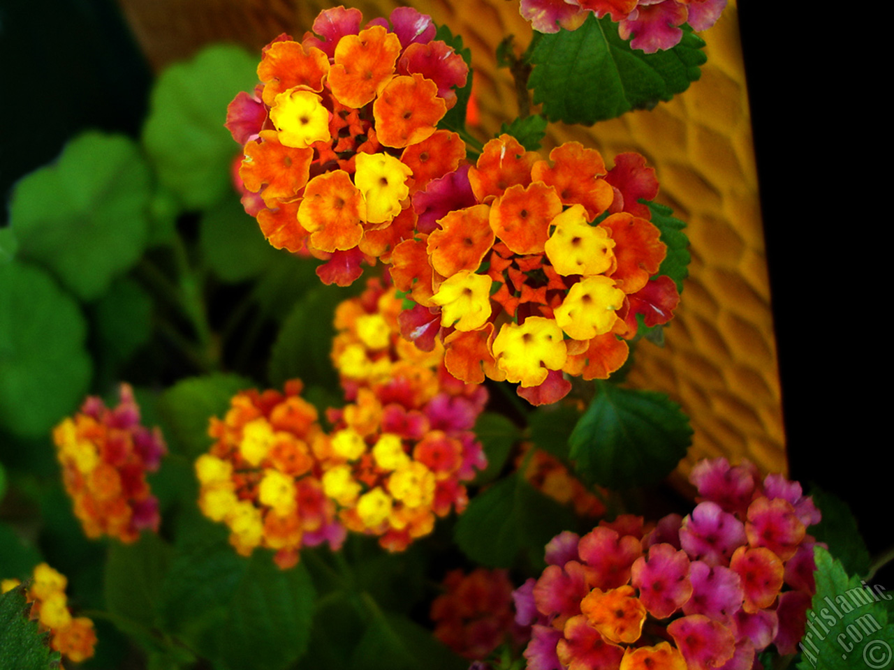 Lantana camara -bush lantana- flower.
