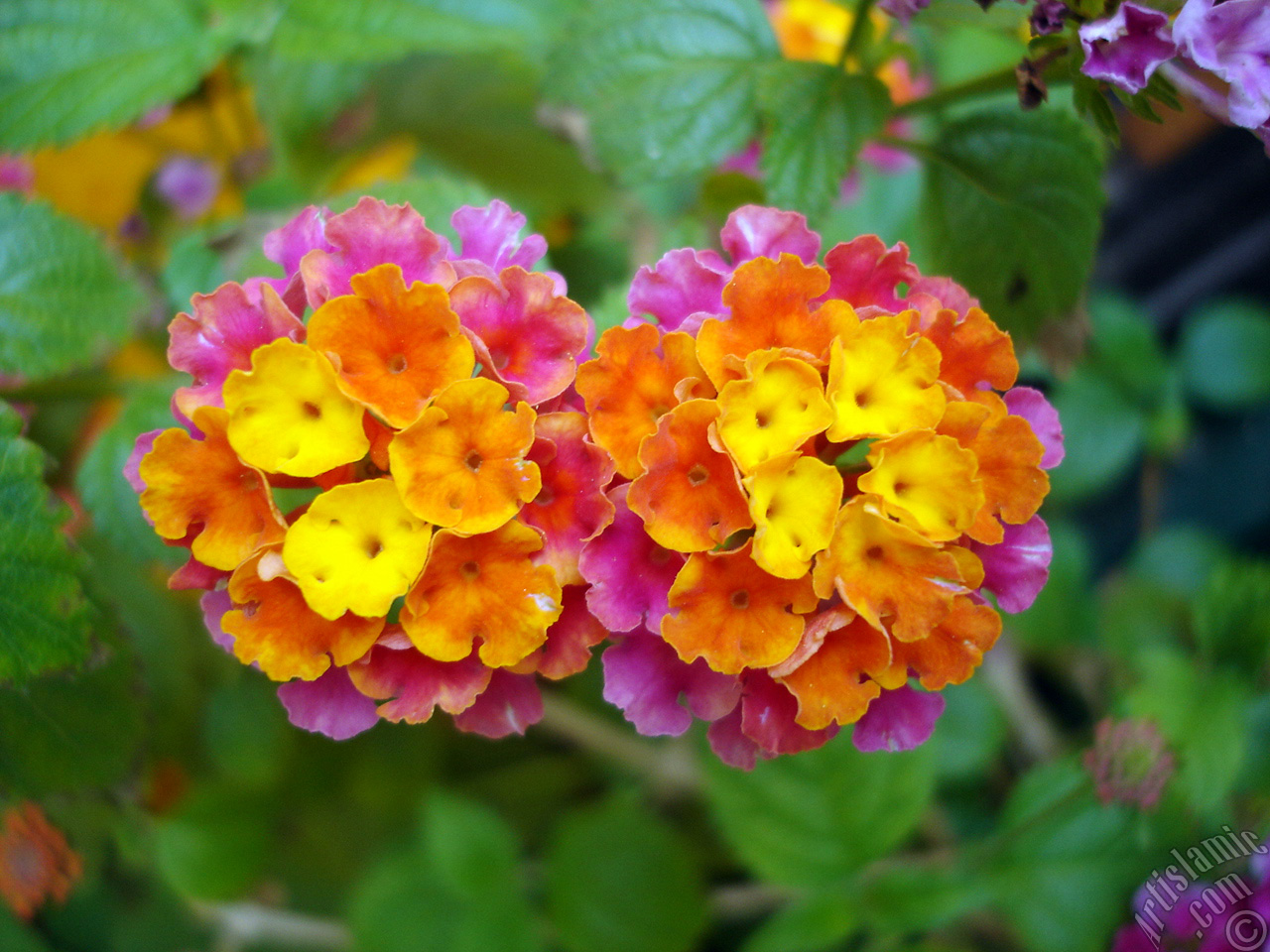 Lantana camara -bush lantana- flower.
