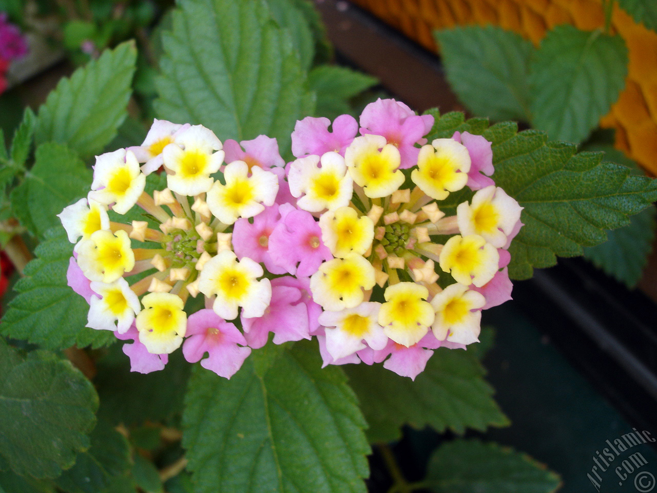 Lantana camara -bush lantana- flower.

