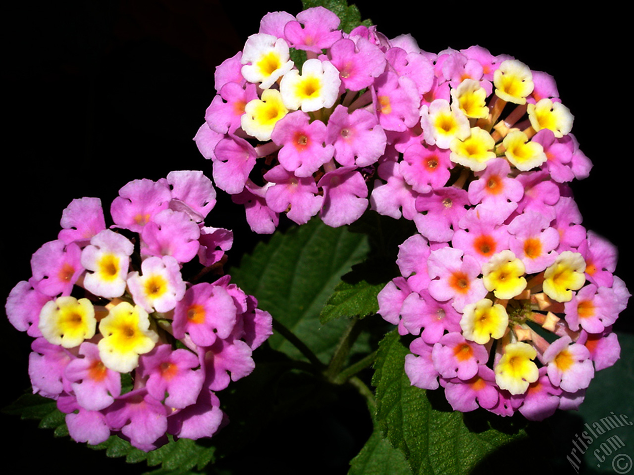 Lantana camara -bush lantana- flower.
