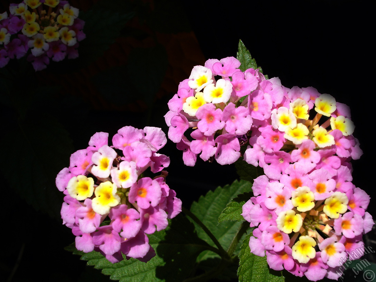 Lantana camara -bush lantana- flower.
