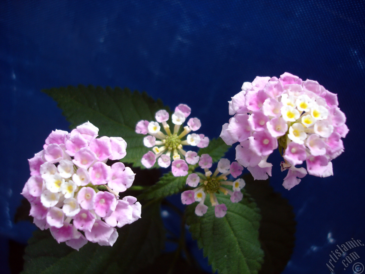 Lantana camara -bush lantana- flower.
