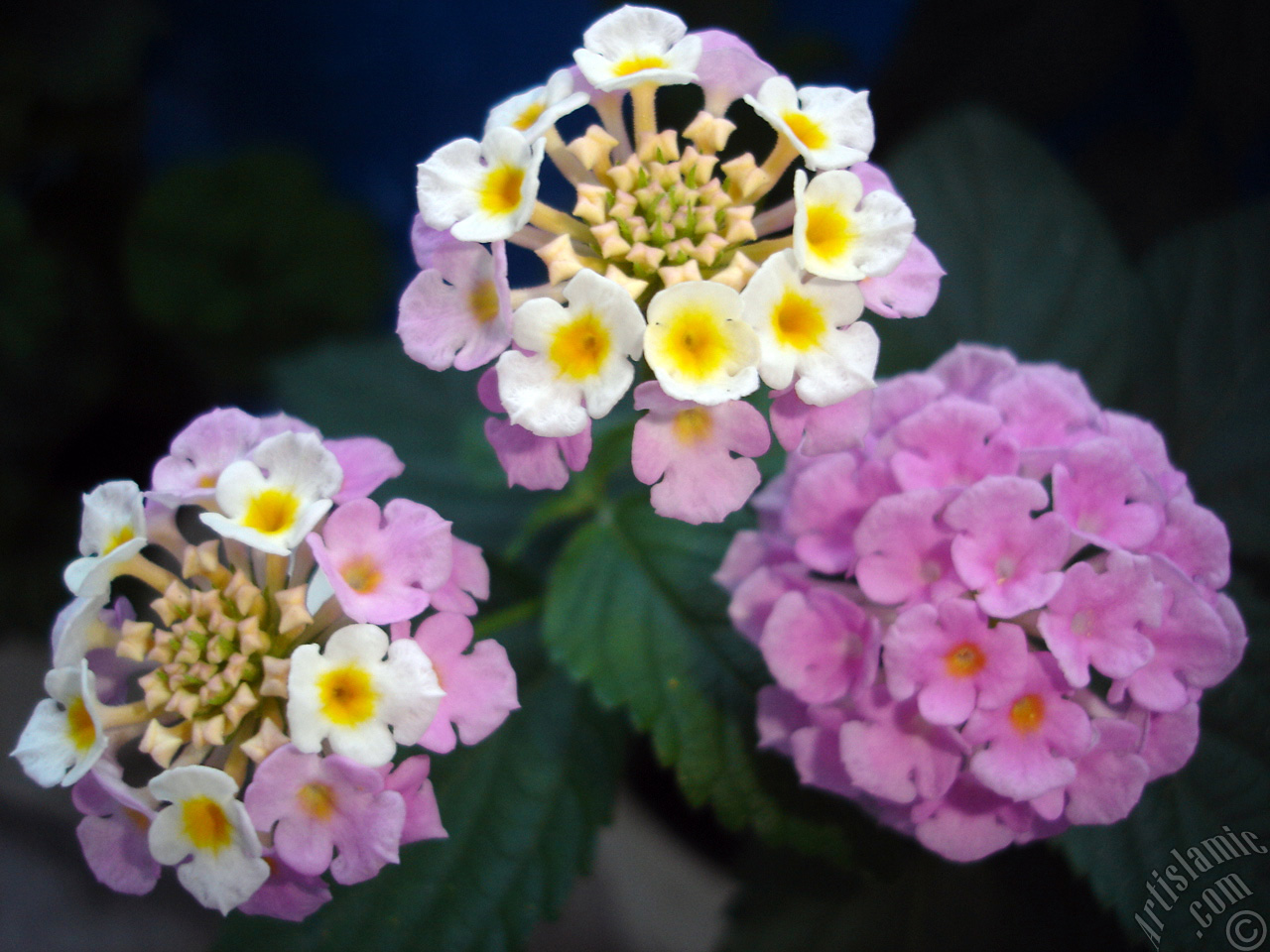 Lantana camara -bush lantana- flower.

