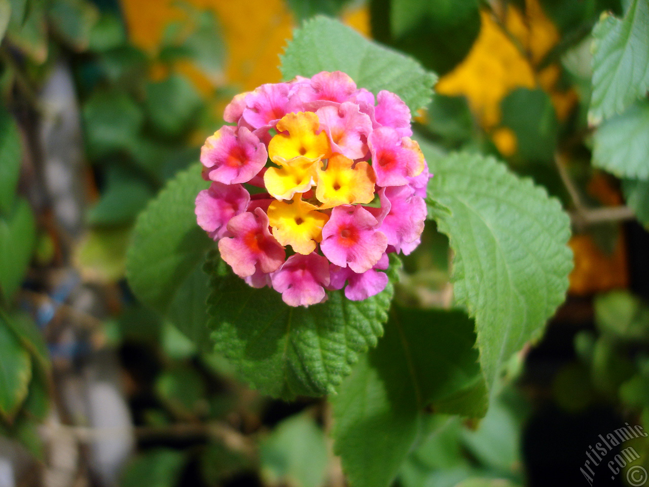 Lantana camara -bush lantana- flower.
