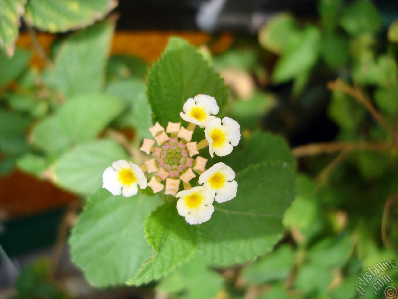 Lantana camara -bush lantana- flower.
