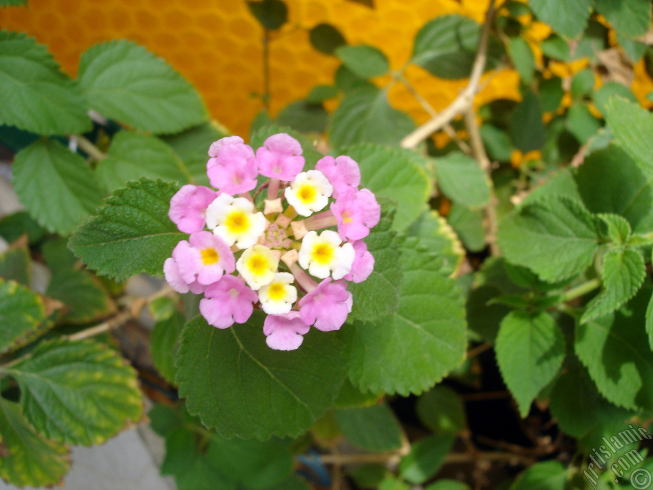 Lantana camara -bush lantana- flower.

