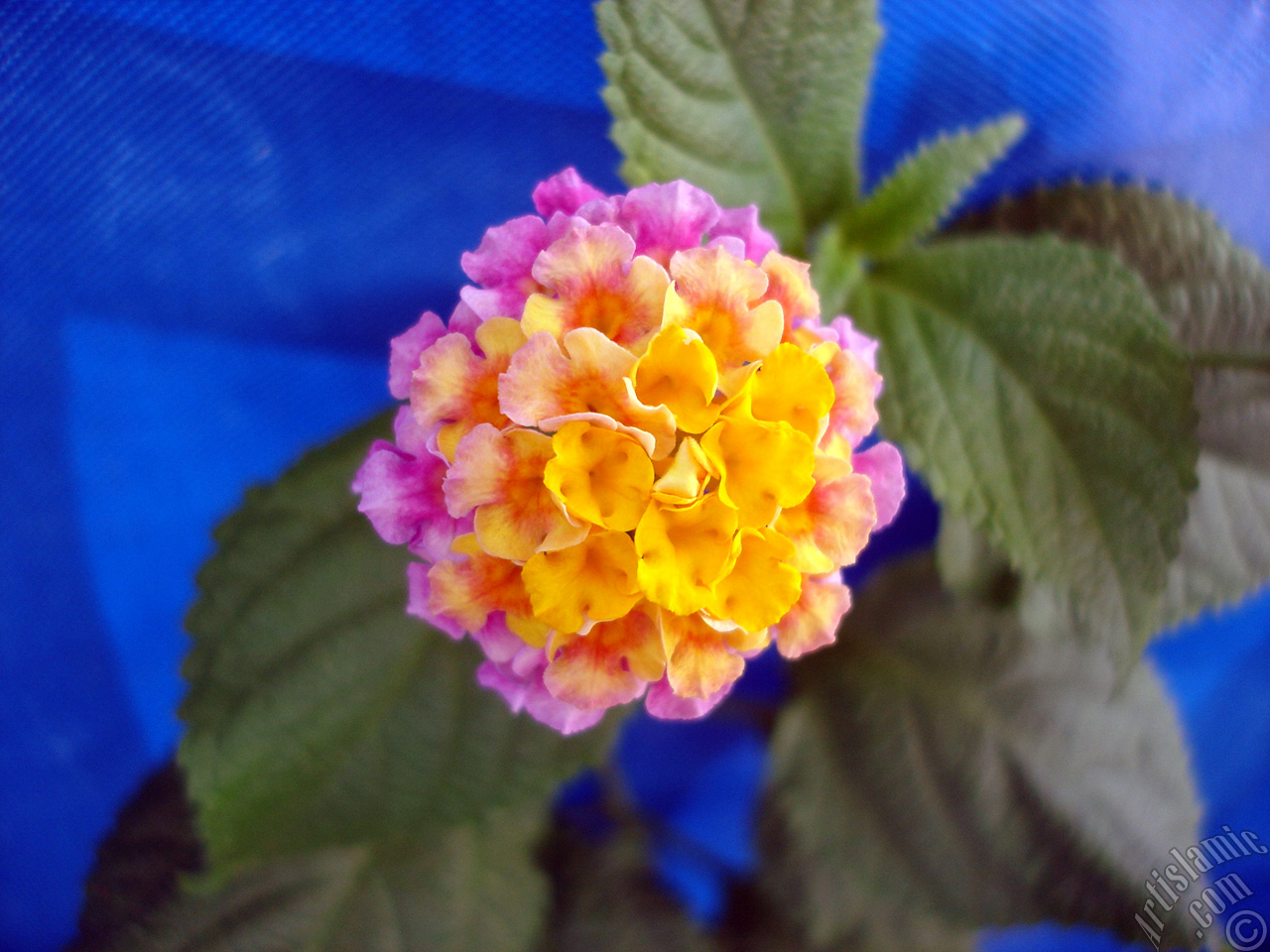 Lantana camara -bush lantana- flower.
