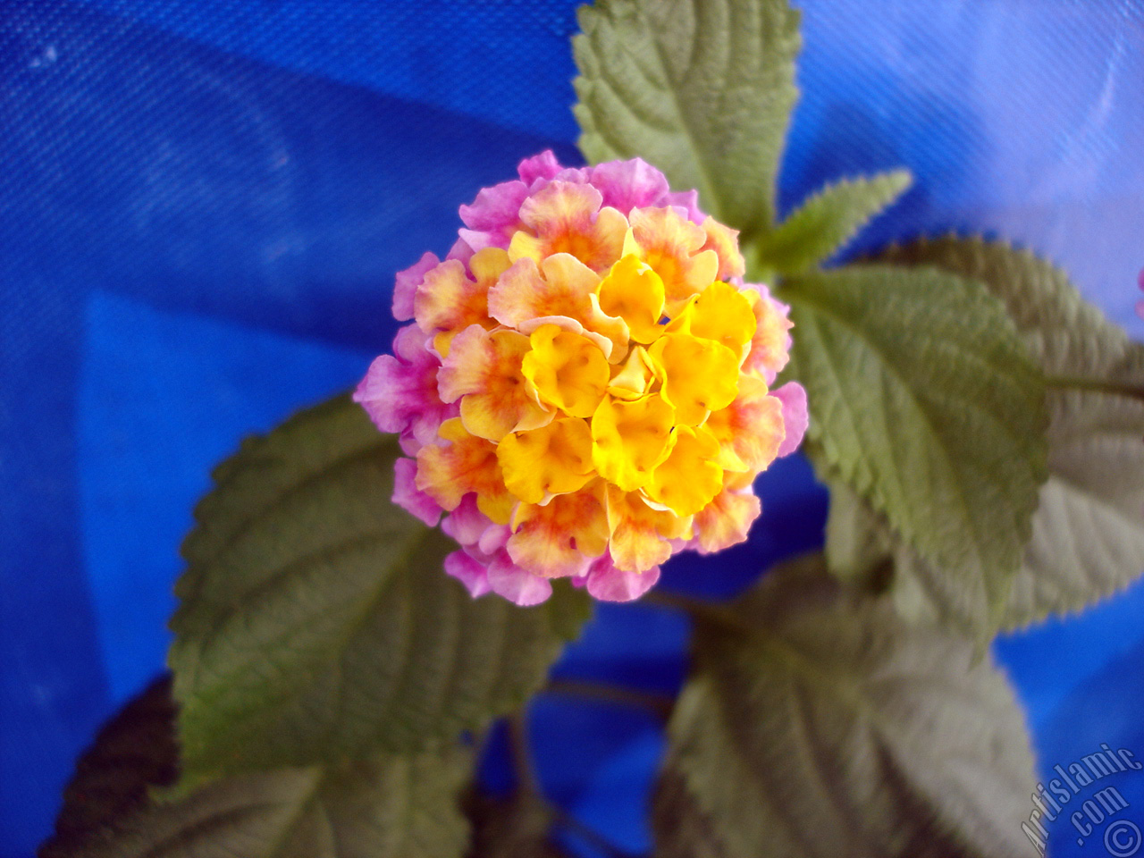 Lantana camara -bush lantana- flower.
