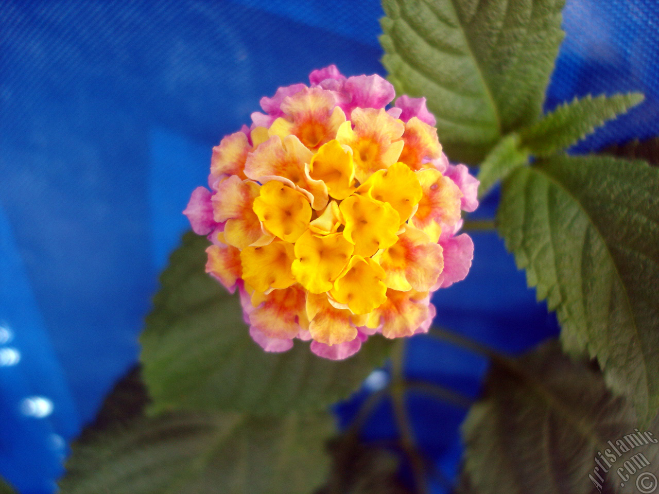Lantana camara -bush lantana- flower.
