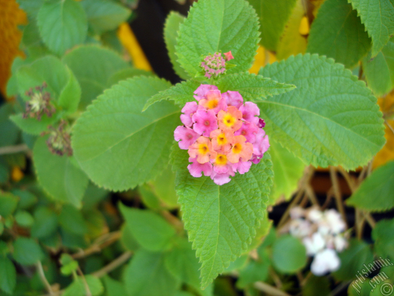 Lantana camara -bush lantana- flower.
