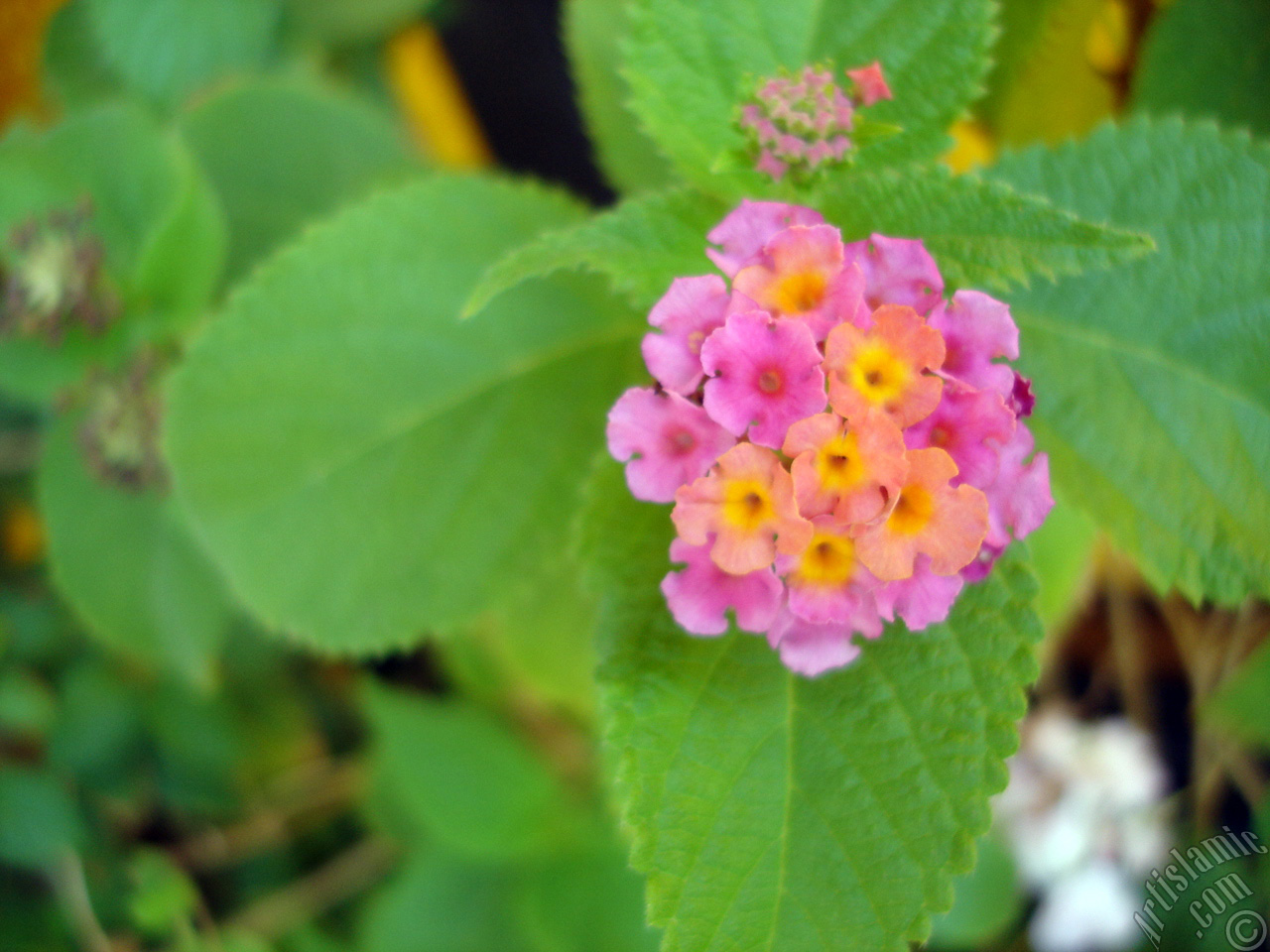Lantana camara -bush lantana- flower.
