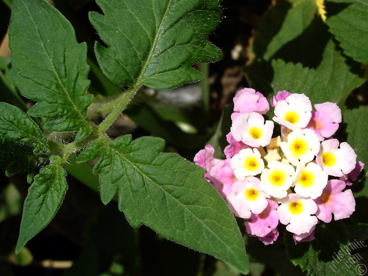 Lantana camara -bush lantana- flower.
