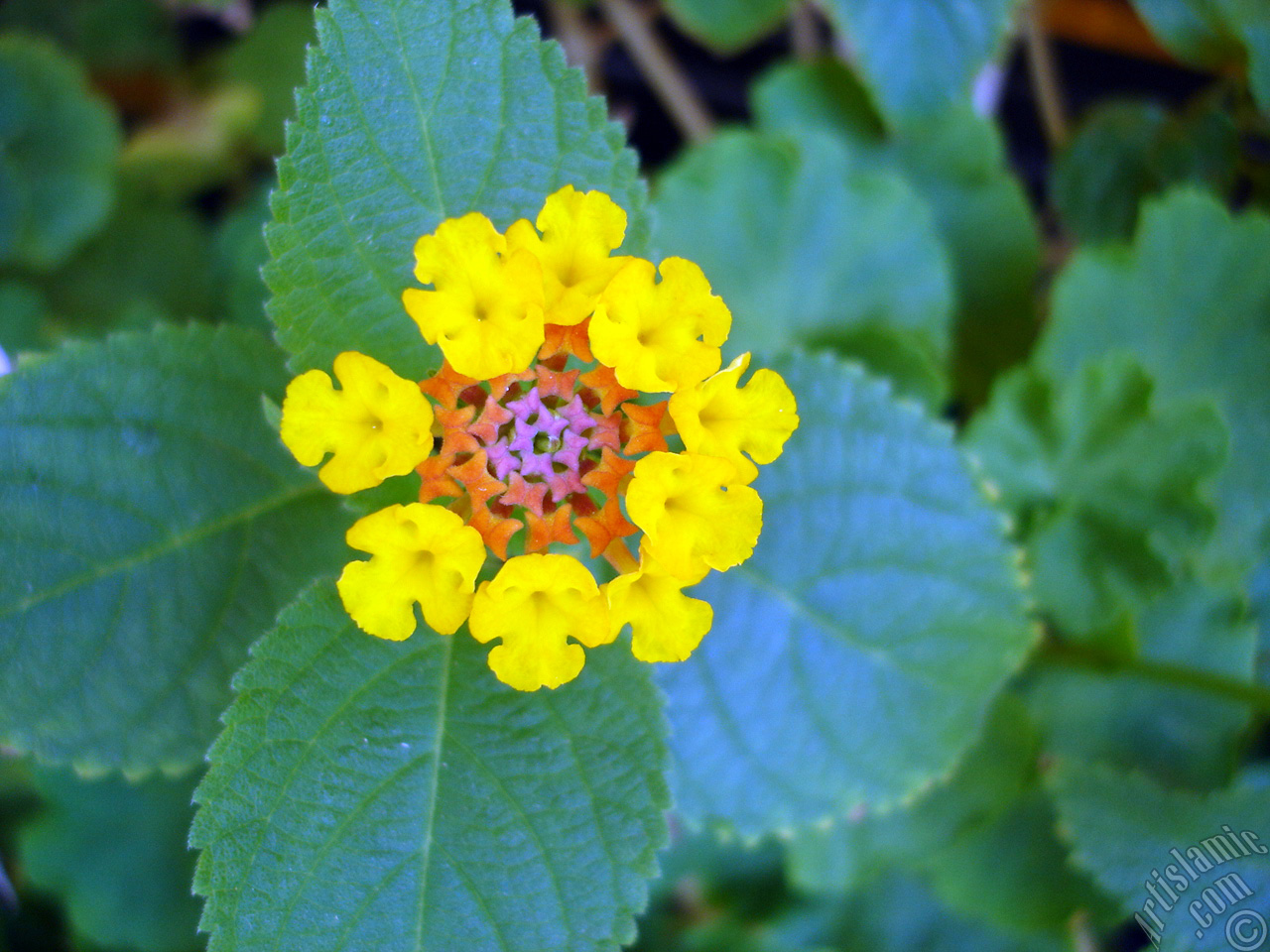 Lantana camara -bush lantana- flower.

