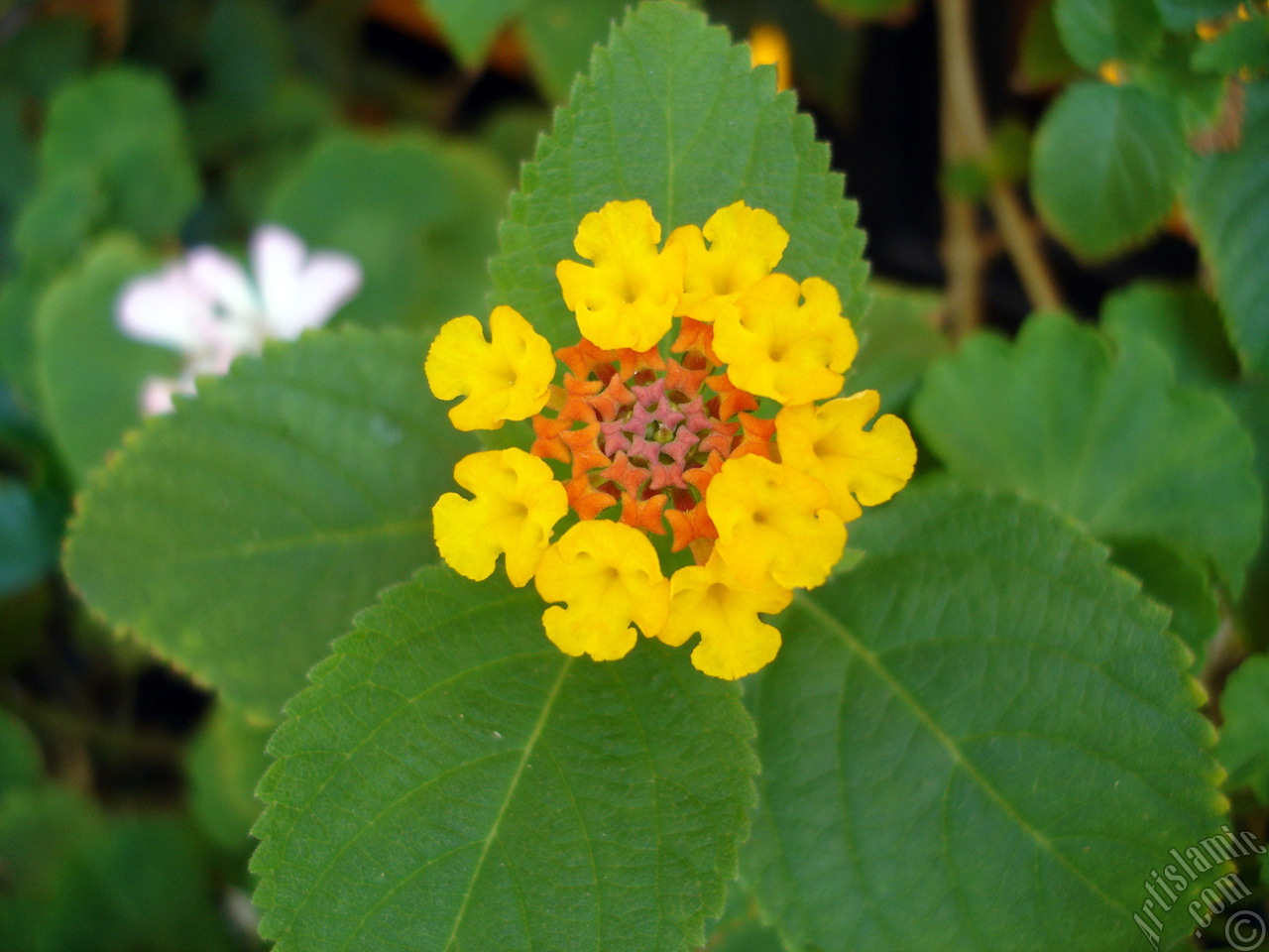 Lantana camara -bush lantana- flower.

