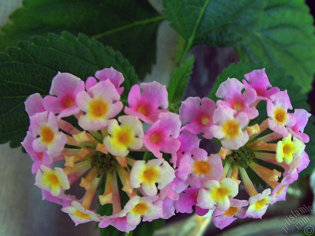Lantana camara -bush lantana- flower.
