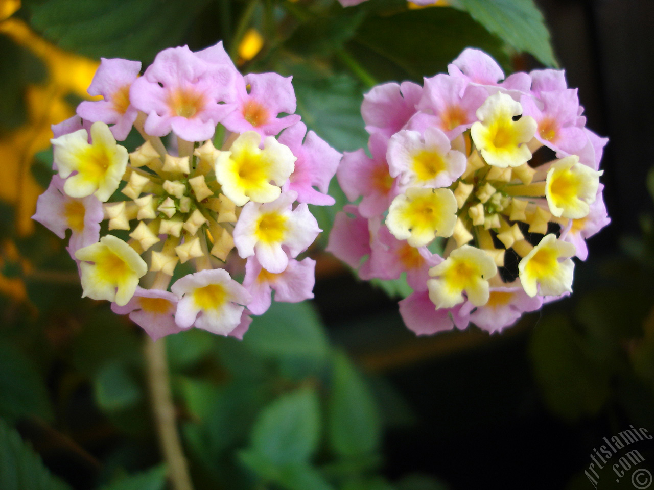 Lantana camara -bush lantana- flower.
