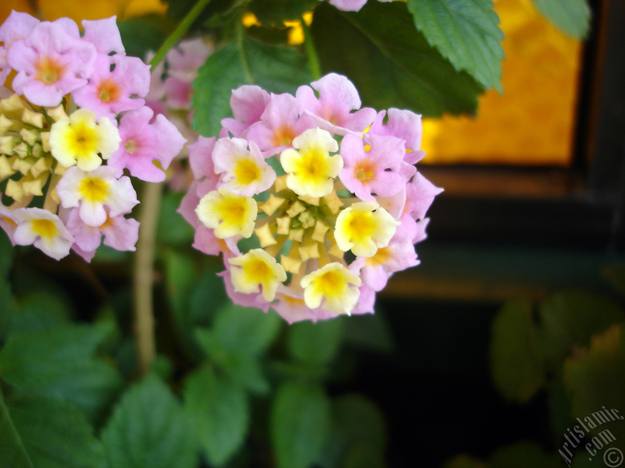 Lantana camara -bush lantana- flower.
