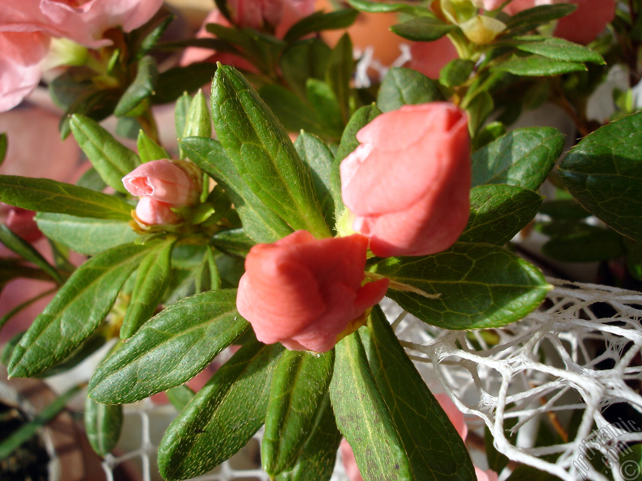Pink color Azalea -Rhododendron- flower.
