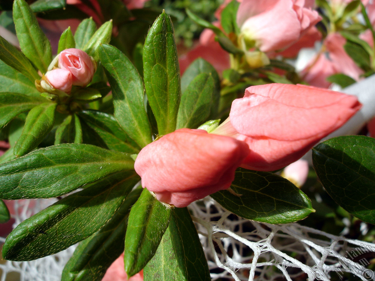 Pink color Azalea -Rhododendron- flower.
