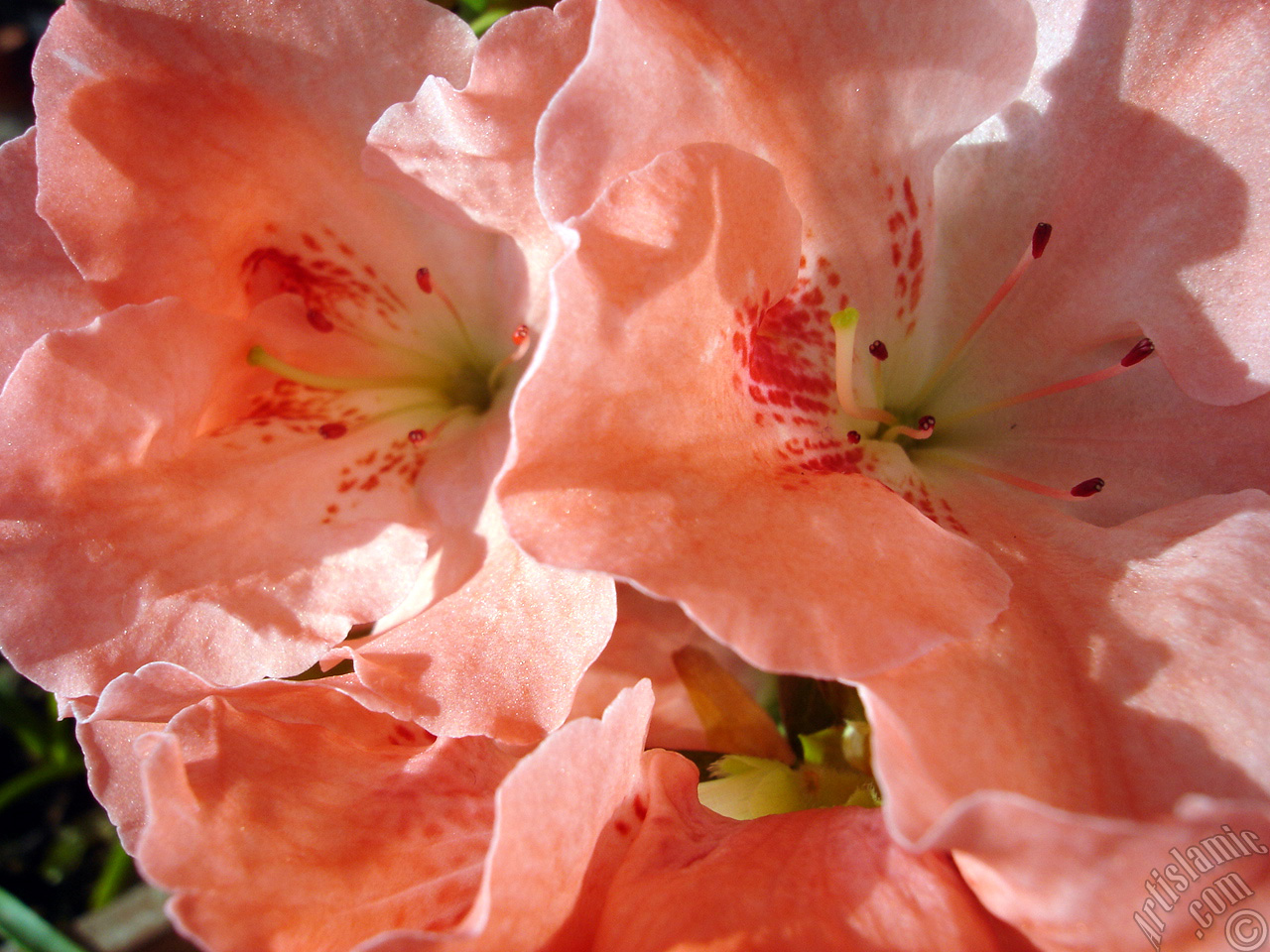 Pink color Azalea -Rhododendron- flower.
