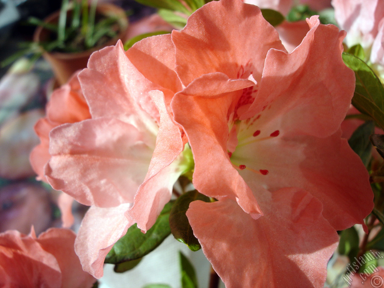 Pink color Azalea -Rhododendron- flower.

