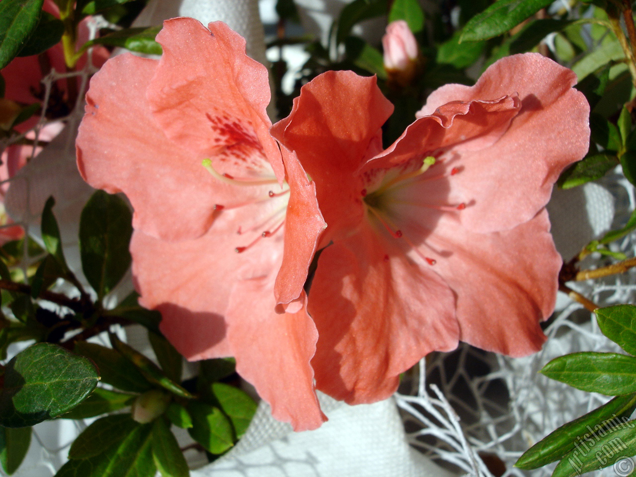 Pink color Azalea -Rhododendron- flower.
