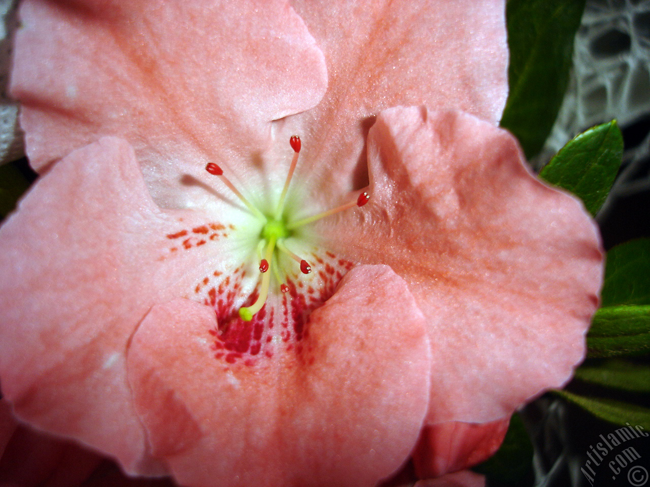 Pink color Azalea -Rhododendron- flower.
