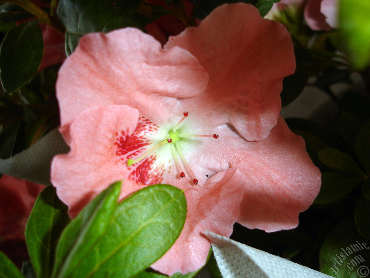 Pink color Azalea -Rhododendron- flower.

