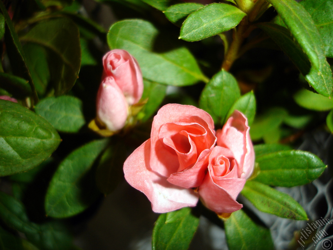 Pink color Azalea -Rhododendron- flower.
