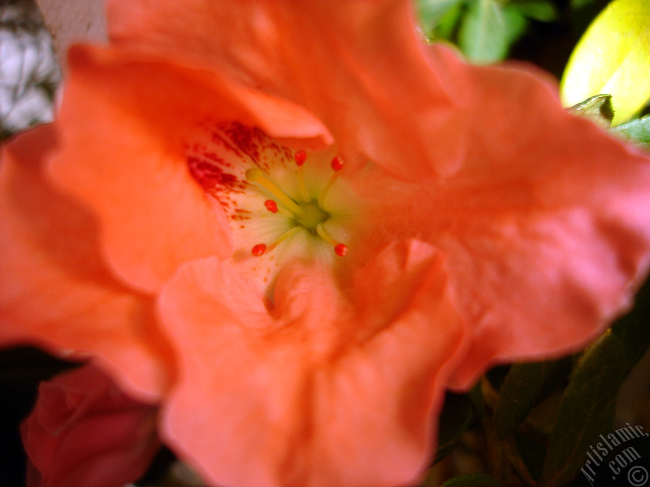 Pink color Azalea -Rhododendron- flower.
