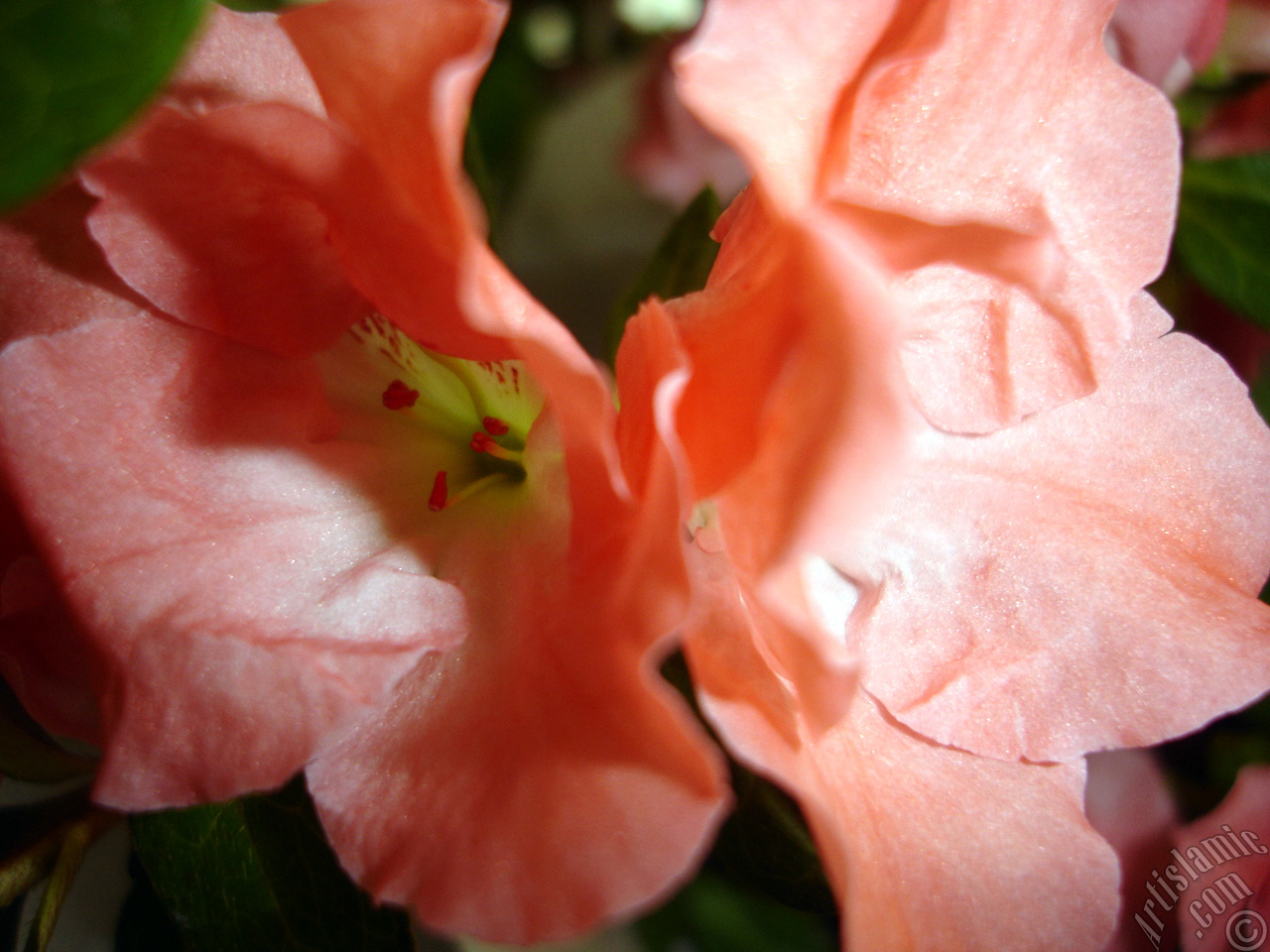 Pink color Azalea -Rhododendron- flower.

