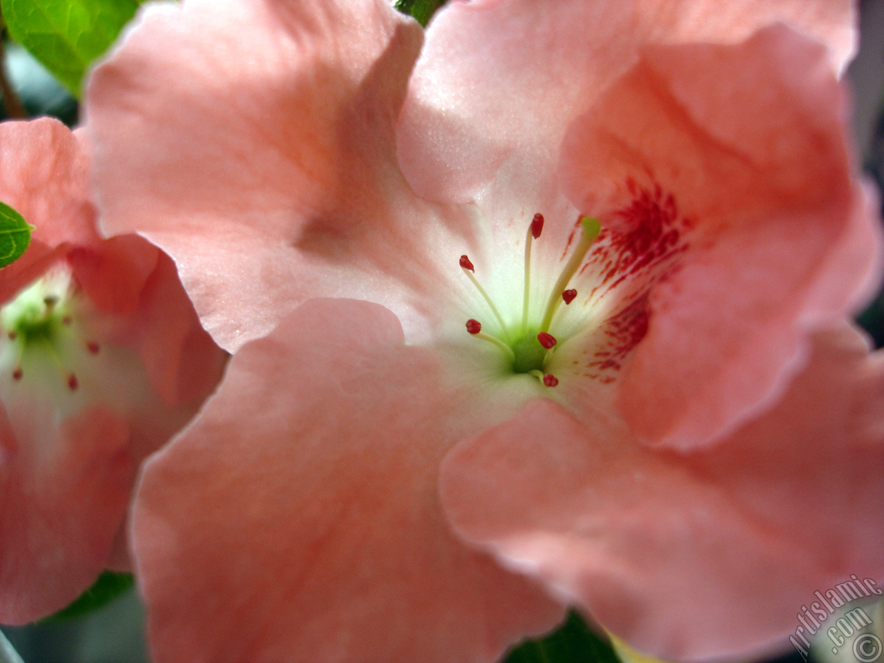 Pink color Azalea -Rhododendron- flower.
