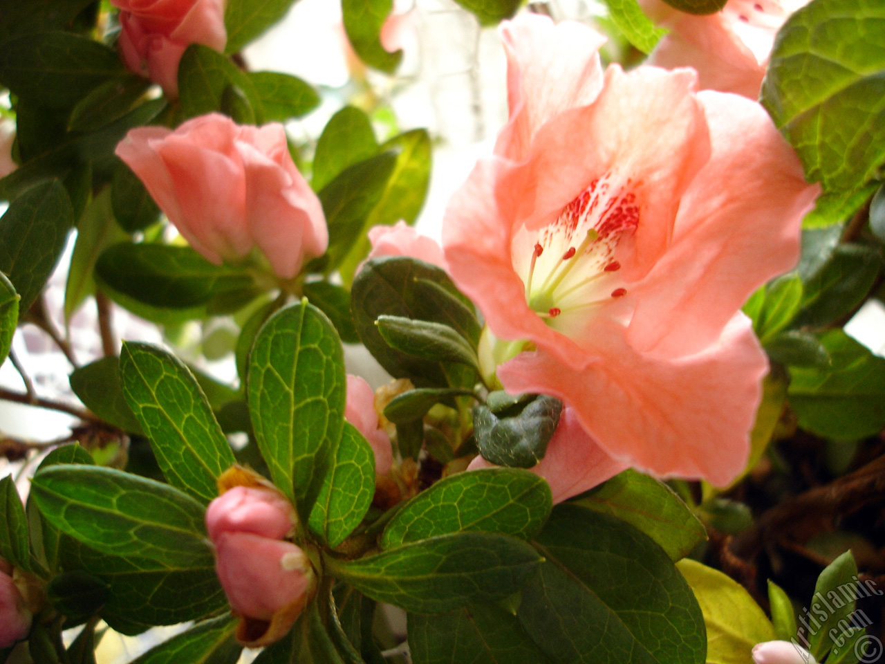Pink color Azalea -Rhododendron- flower.
