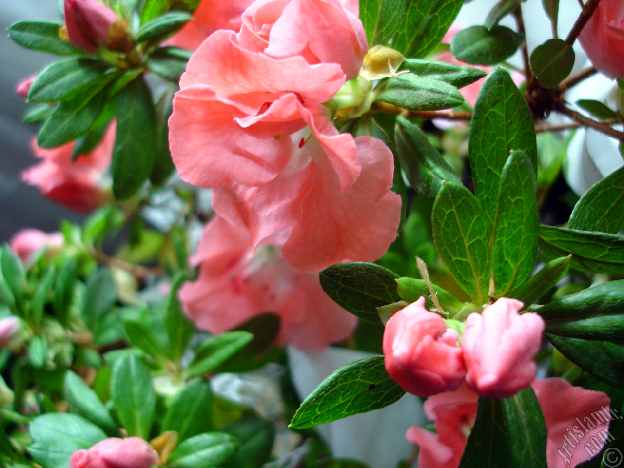 Pink color Azalea -Rhododendron- flower.
