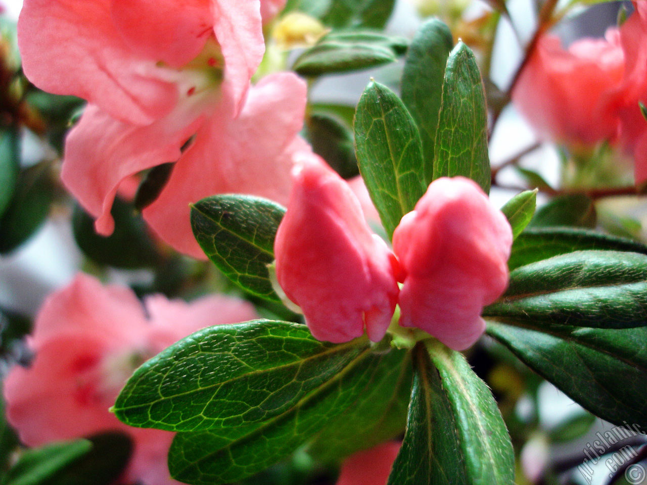 Pink color Azalea -Rhododendron- flower.
