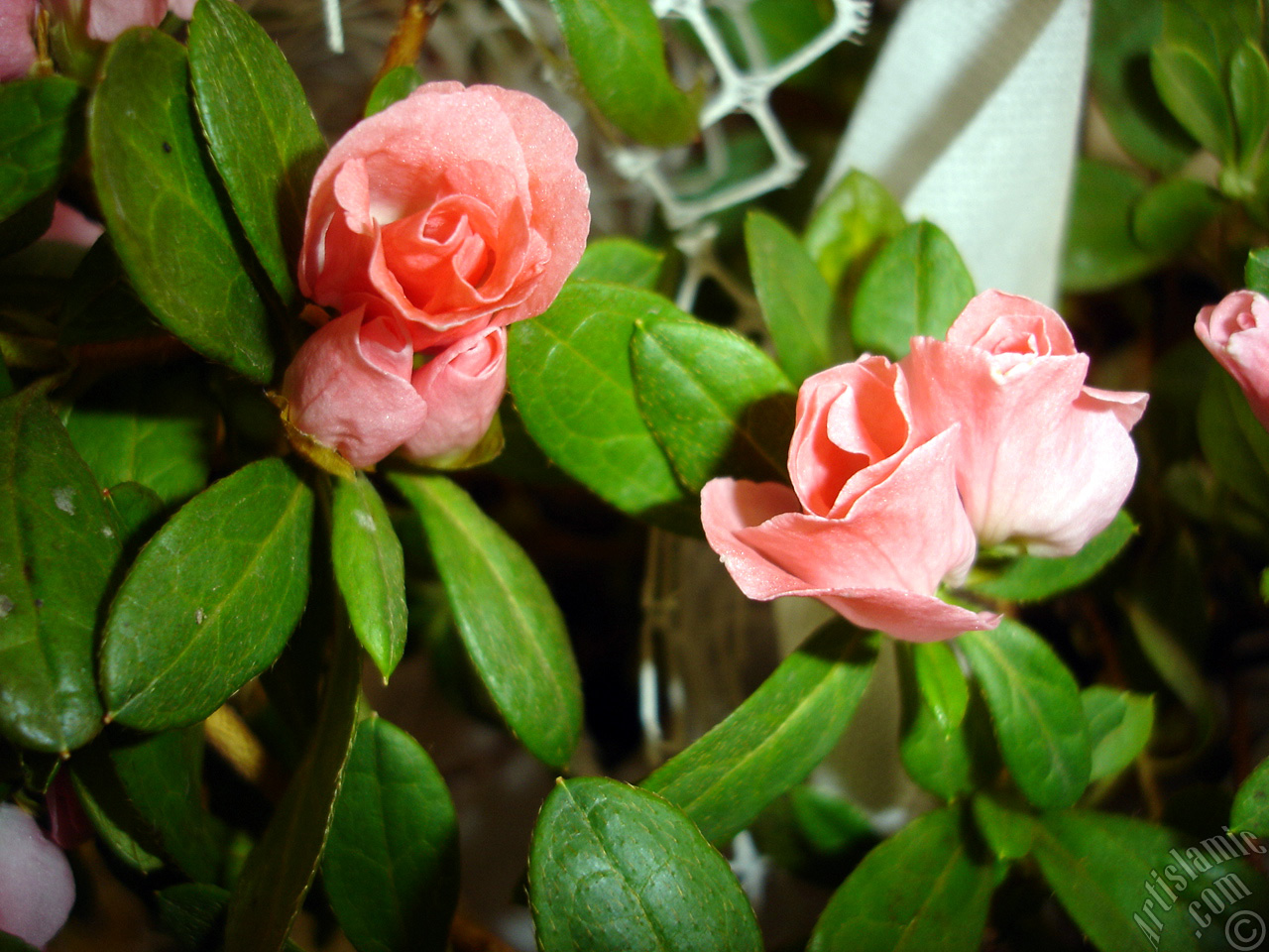 Pink color Azalea -Rhododendron- flower.
