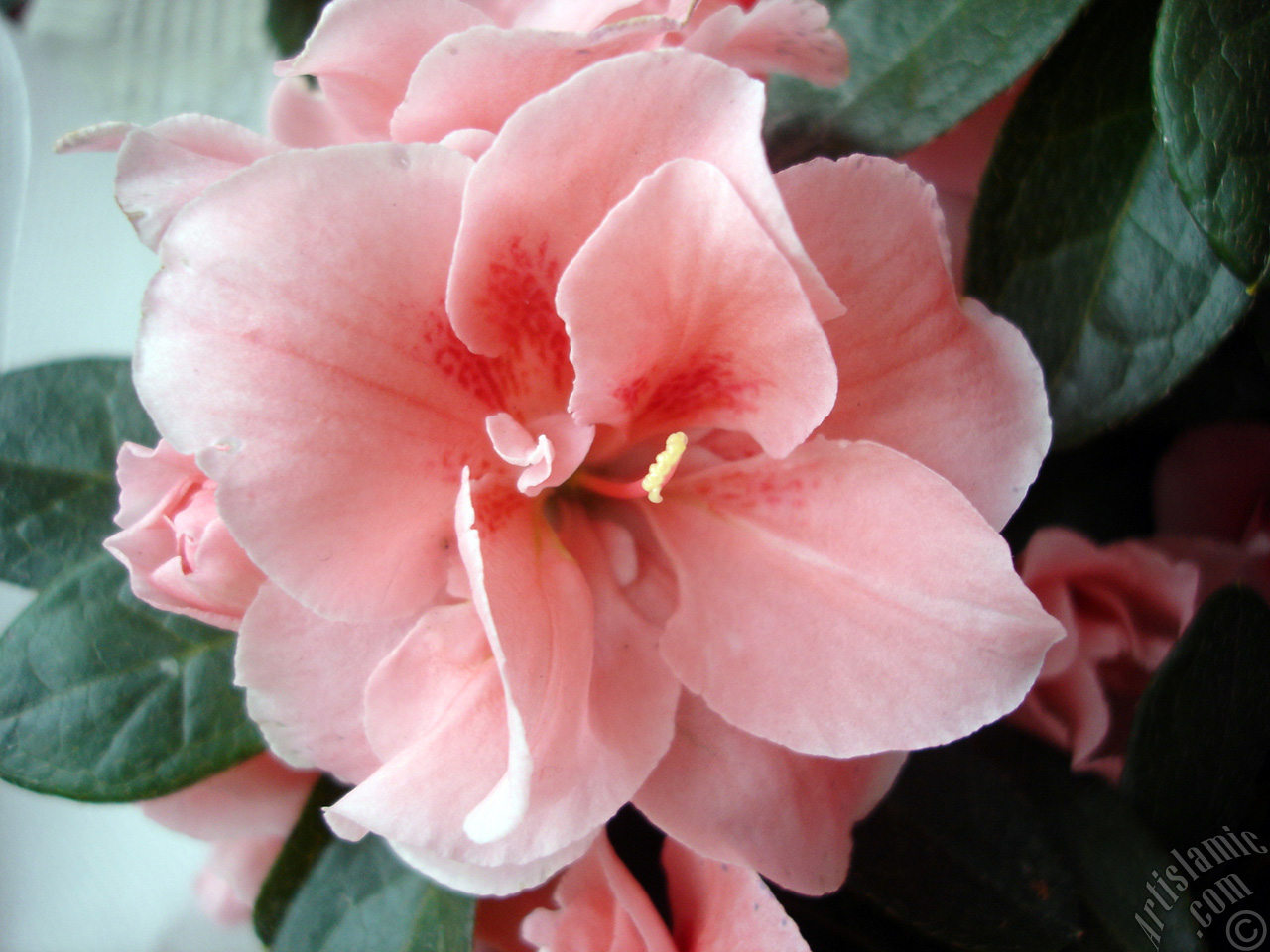 Pink color Azalea -Rhododendron- flower.
