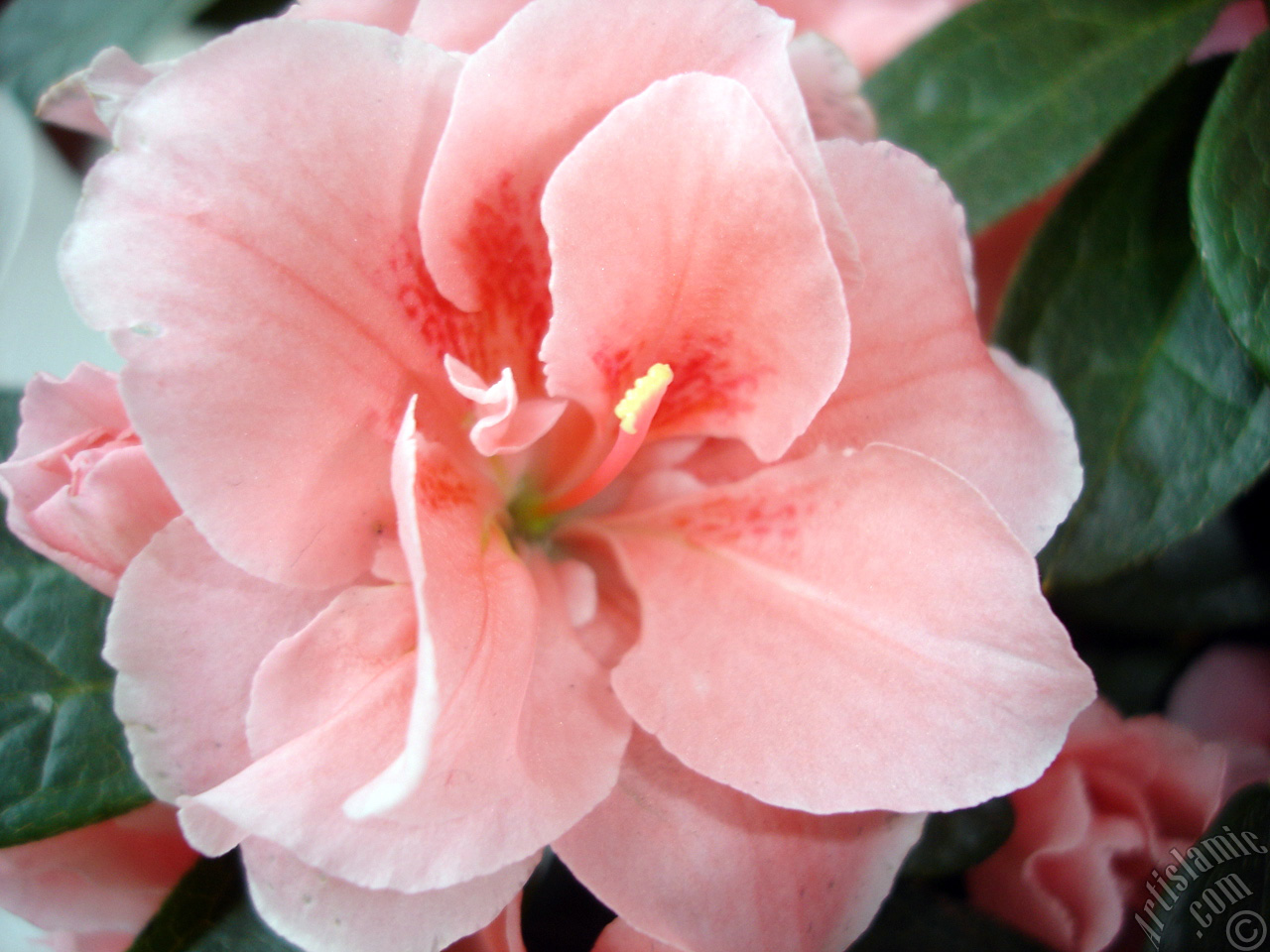 Pink color Azalea -Rhododendron- flower.
