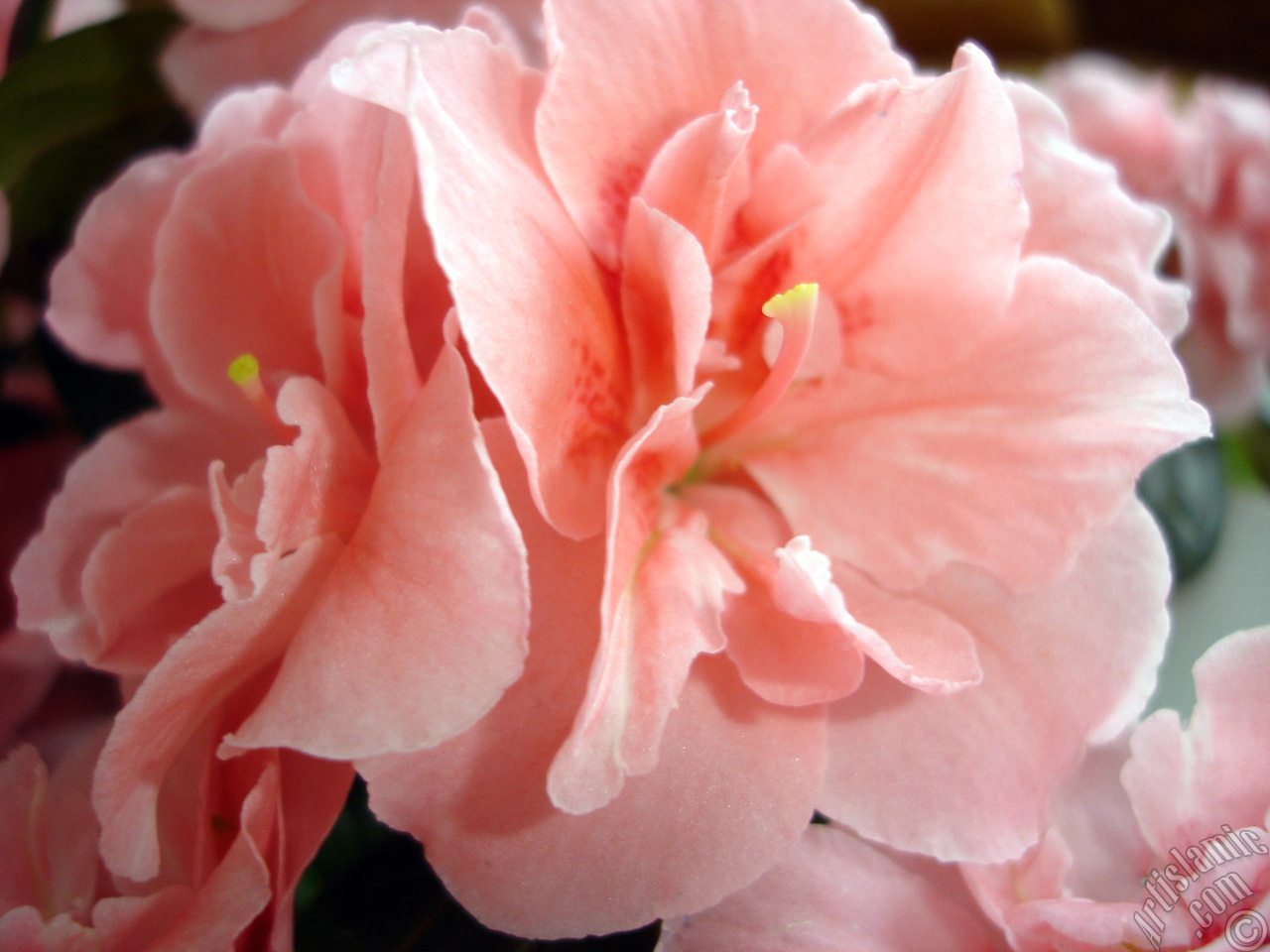 Pink color Azalea -Rhododendron- flower.
