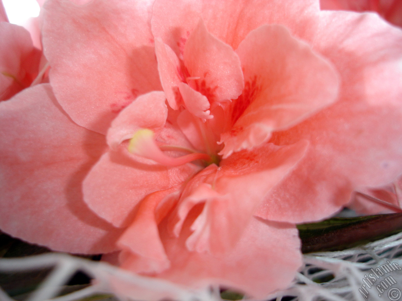 Pink color Azalea -Rhododendron- flower.
