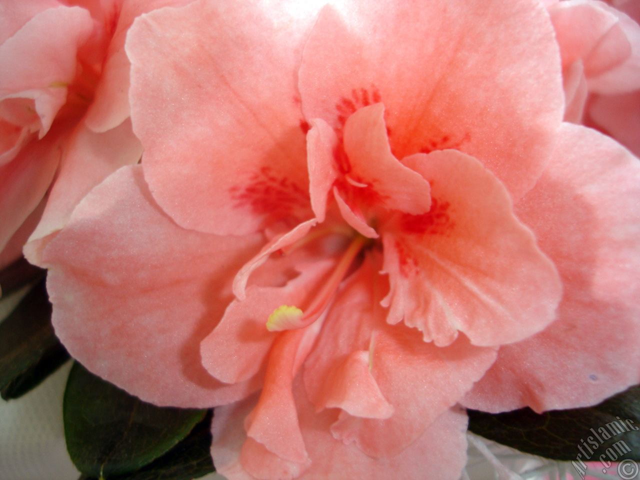 Pink color Azalea -Rhododendron- flower.
