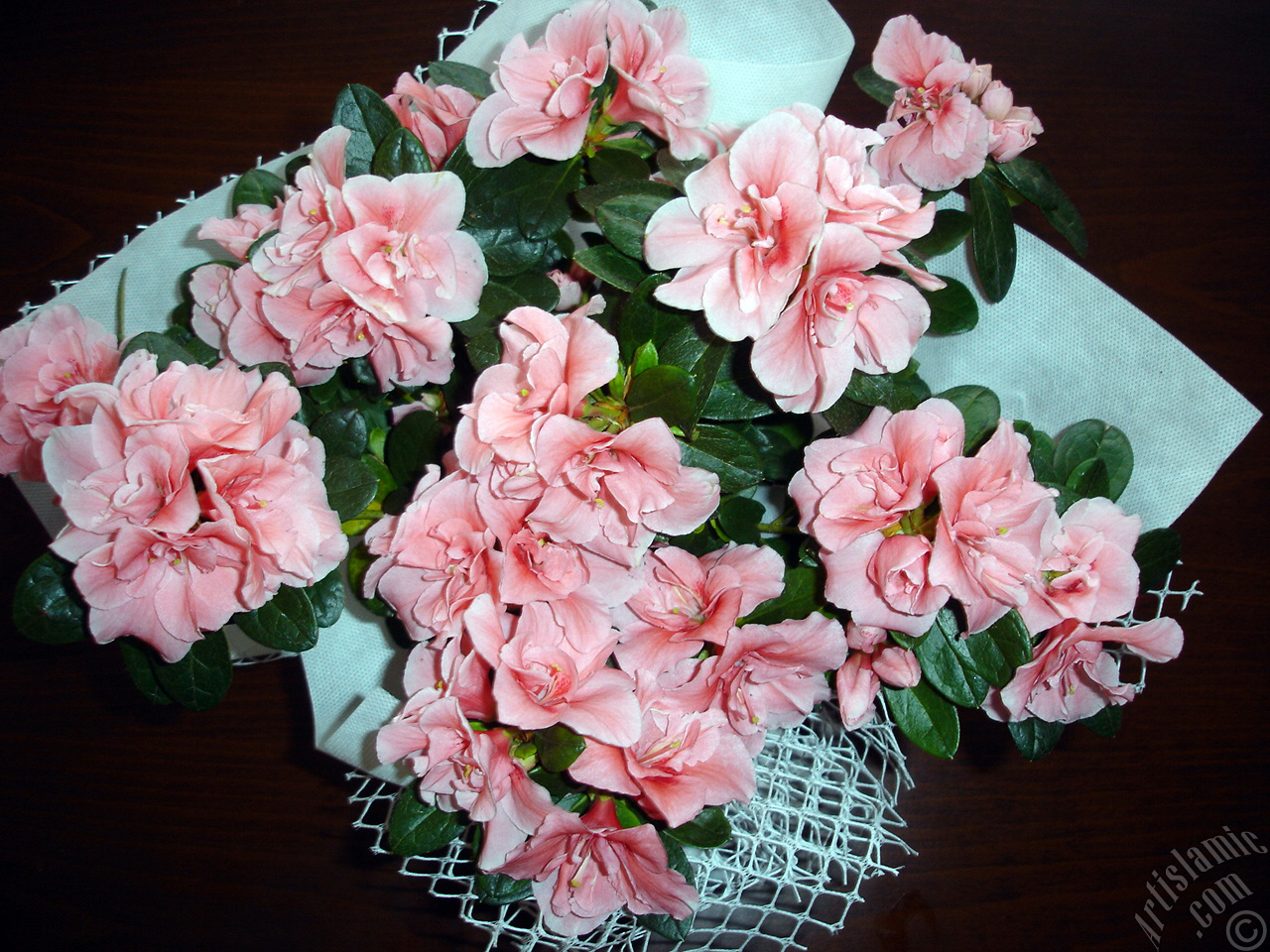 Pink color Azalea -Rhododendron- flower.
