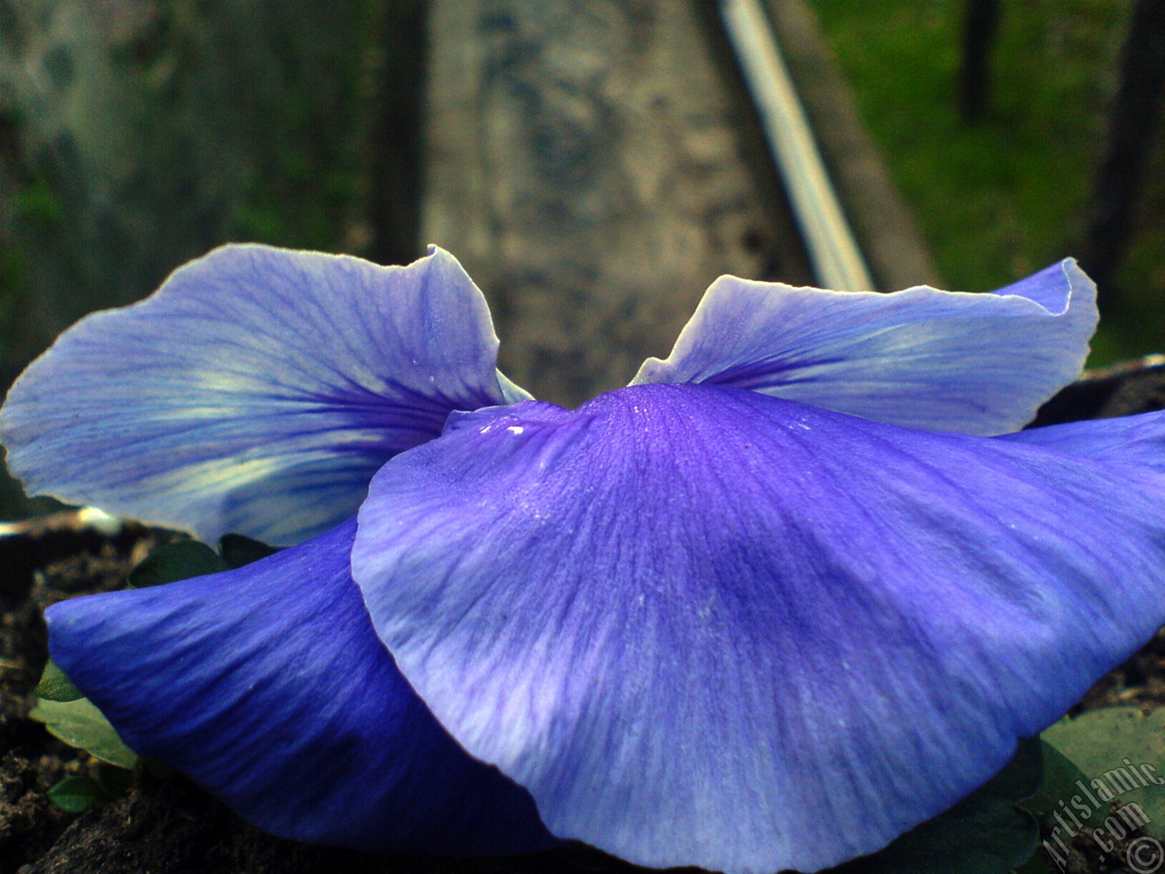 Dark blue color Viola Tricolor -Heartsease, Pansy, Multicoloured Violet, Johnny Jump Up- flower.
