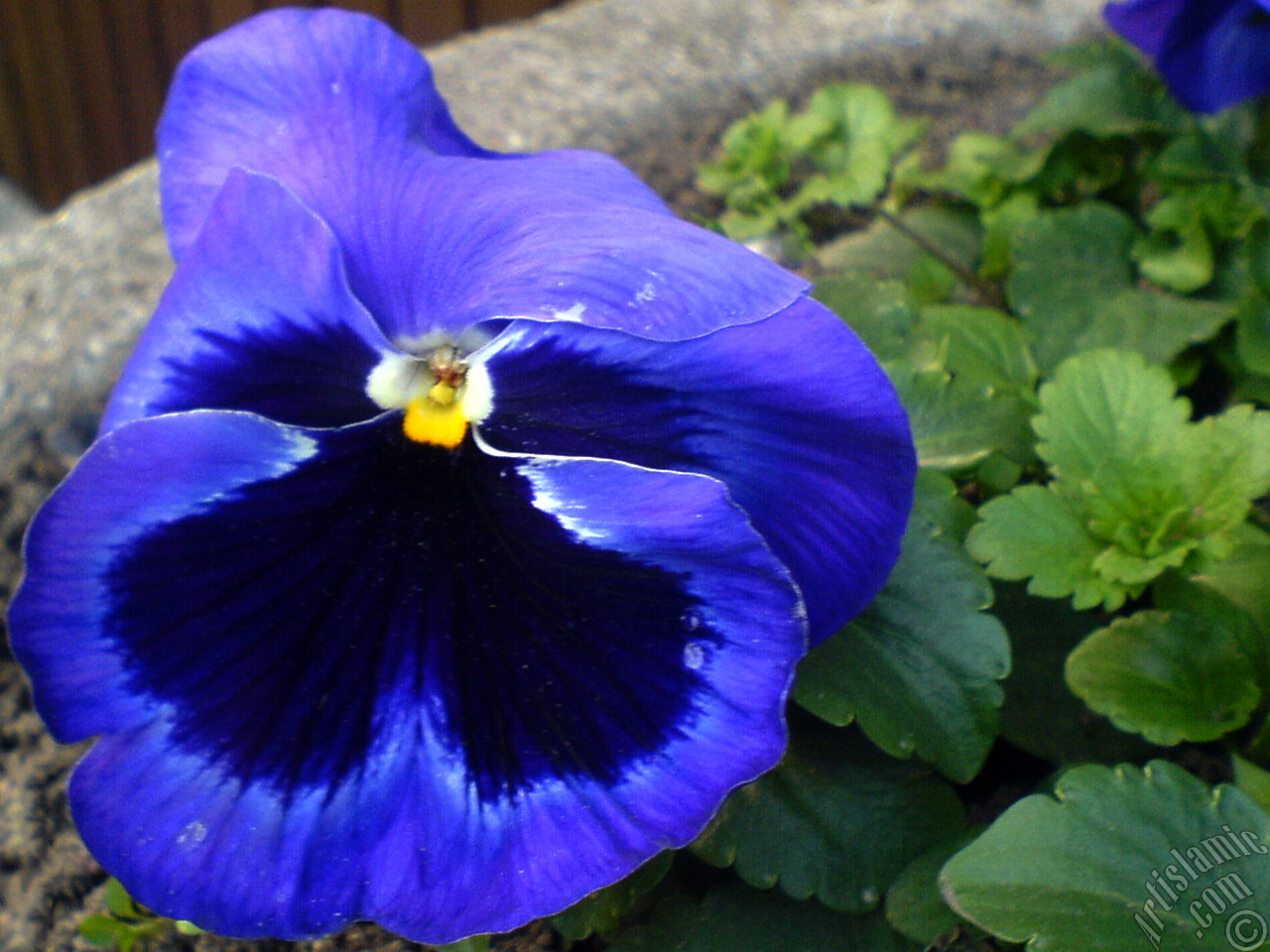 Dark blue color Viola Tricolor -Heartsease, Pansy, Multicoloured Violet, Johnny Jump Up- flower.
