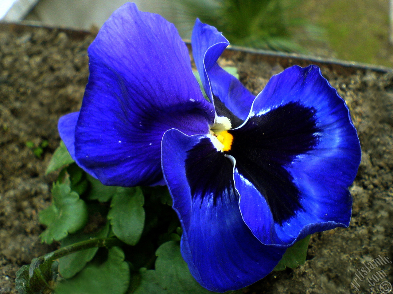 Dark blue color Viola Tricolor -Heartsease, Pansy, Multicoloured Violet, Johnny Jump Up- flower.
