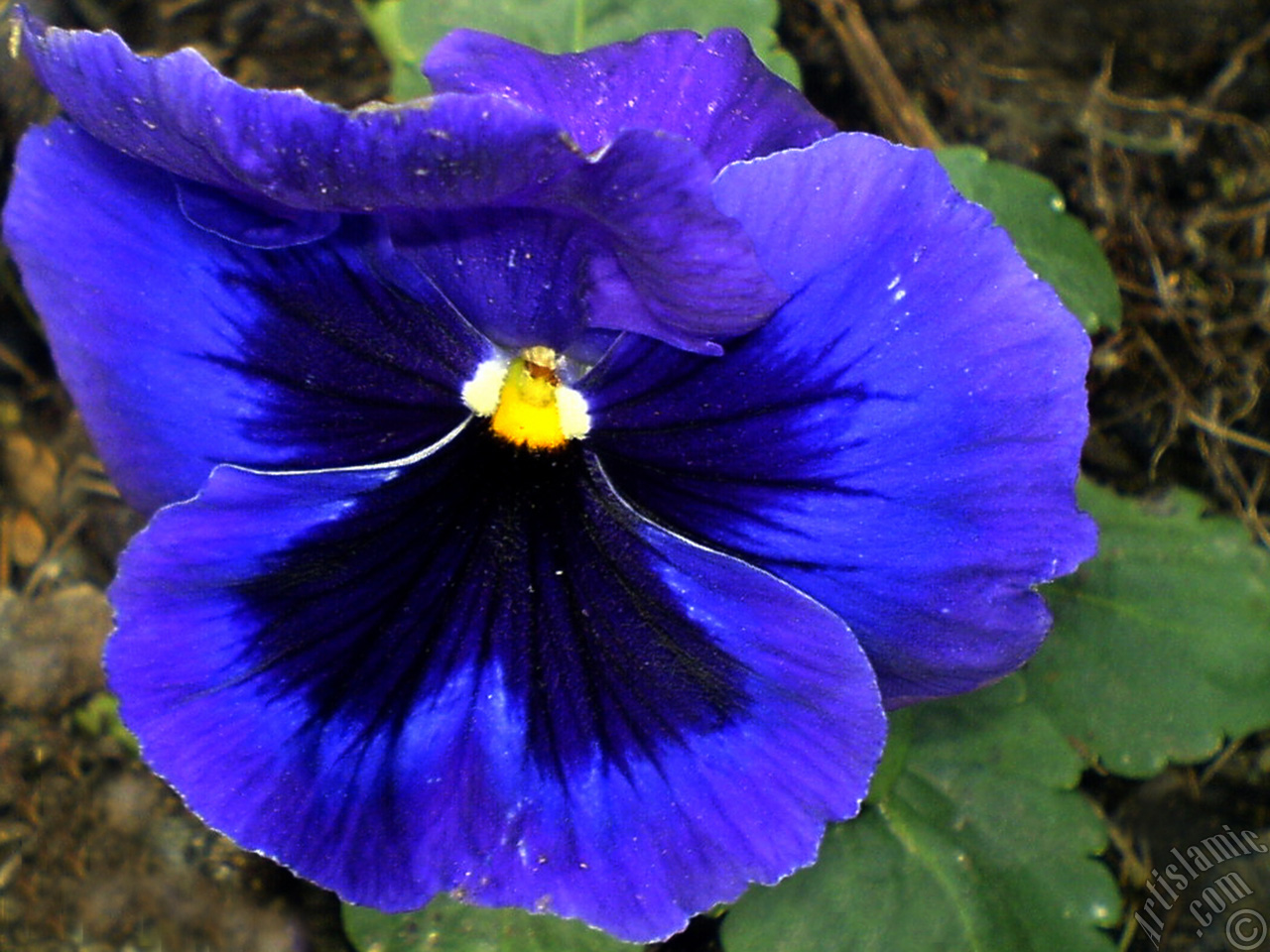 Dark blue color Viola Tricolor -Heartsease, Pansy, Multicoloured Violet, Johnny Jump Up- flower.
